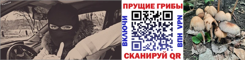 Купить закладки  Красный Холм  Псилоцибиновые грибы Cubensis 